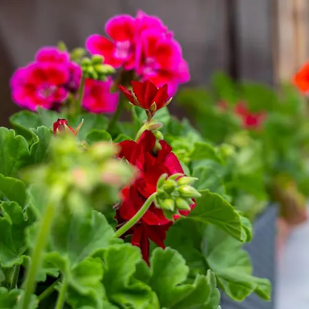 빌라 Hills 코스테네츠